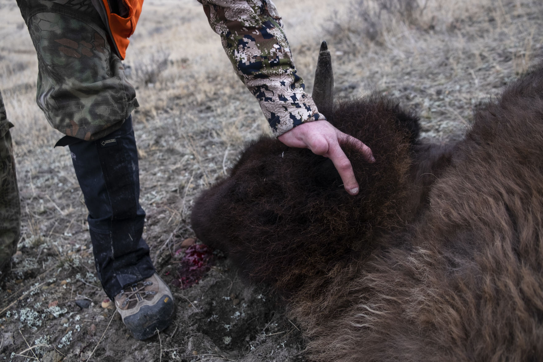 APR Bison Harvest